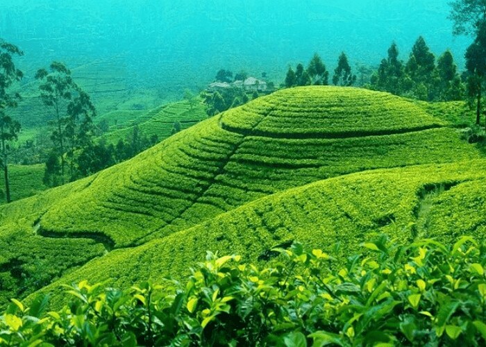 Darjeeling tea gardens